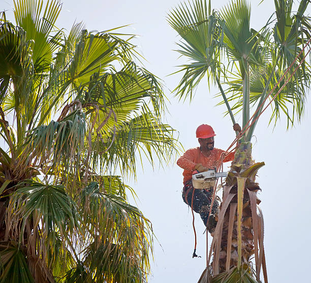 Best Affordable Tree Cutting  in Grover, WY